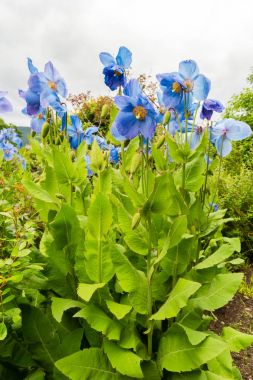 Bahçe Meconopsis, Lingholm, mavi haşhaş