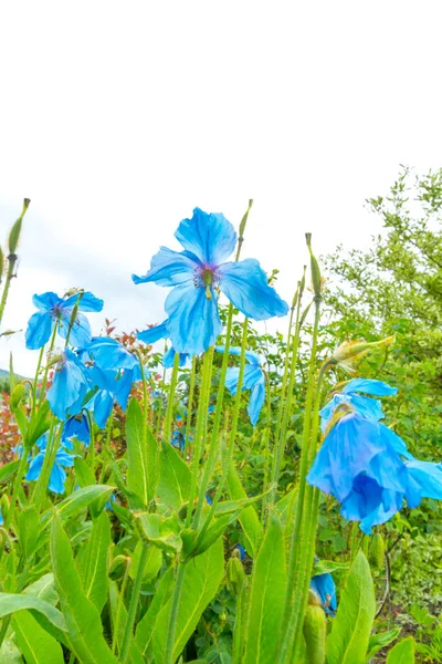 Meconopsis, Lingholm, blue poppies in the garden — Stock Photo, Image