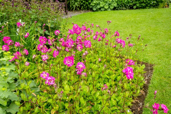 Rosa, zarte Blüten im Garten aus nächster Nähe — Stockfoto