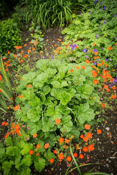 Schöne Gartengestaltung — Stockfoto