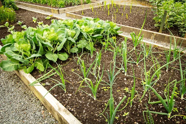 Cavoli e altre verdure che crescono in giardino — Foto Stock