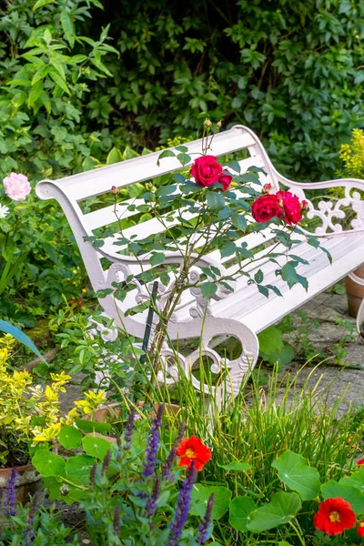 ホーム、ロマンチックな庭の赤いバラ — ストック写真