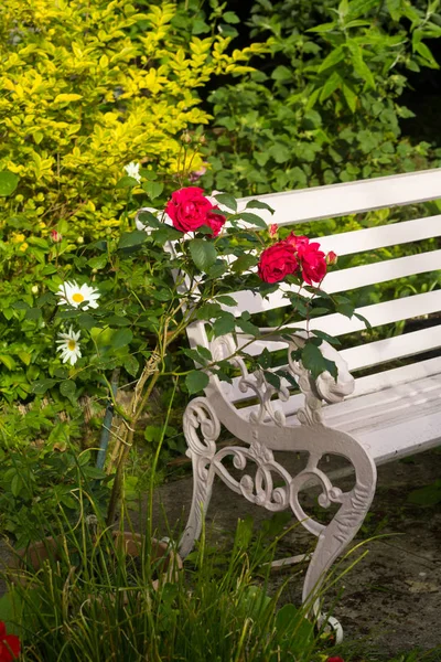Röda rosor i hem, romantiska trädgården — Stockfoto