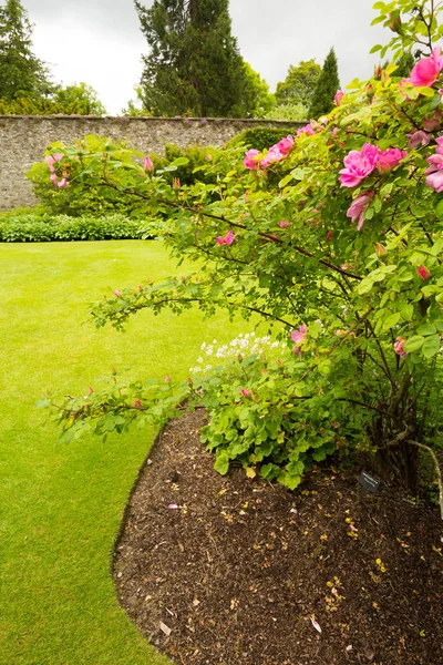Roze rozen bush in bloei — Stockfoto