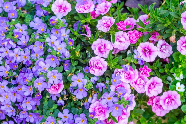 Flores bonitas, pequeñas, rosadas y violetas, de cerca — Foto de Stock