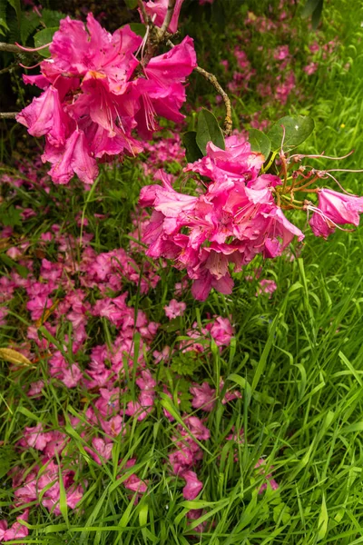 Fleurs de rhododendron rose sur l'herbe — Photo