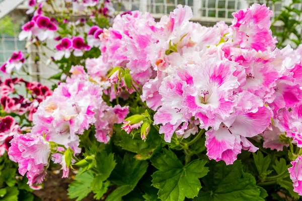 Pink and white geranium flowers, close up