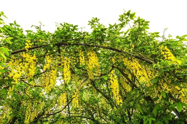 Laburno comune Anagyroides laburnum in fiore pieno — Foto Stock