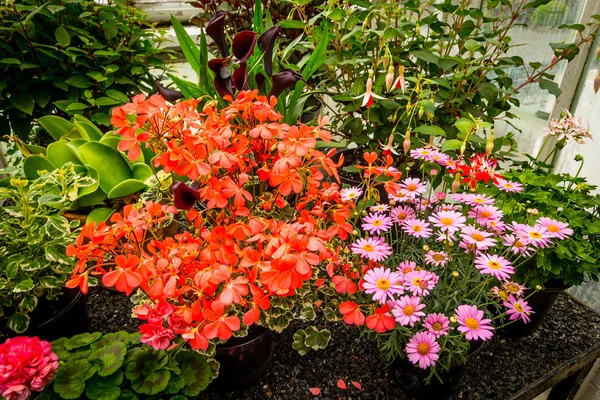 Verschiedene Geranienblüten aus nächster Nähe — Stockfoto