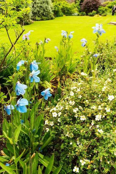 Kék mák a kertben, Meconopsis vagy Lingholm, — Stock Fotó