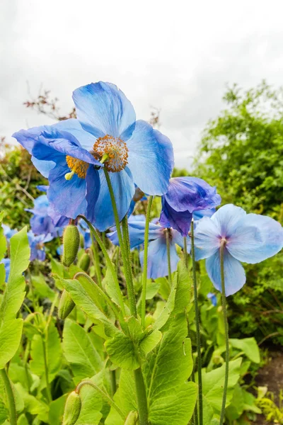Meconopsis ou Lingholm, papoilas azuis no jardim — Fotografia de Stock