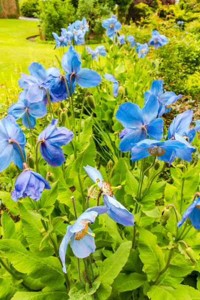 Meconopsis, Lingholm, papoilas azuis no jardim — Fotografia de Stock