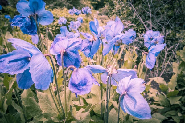 Meconopsis, Lingholm, μπλε παπαρούνες στον κήπο — Φωτογραφία Αρχείου