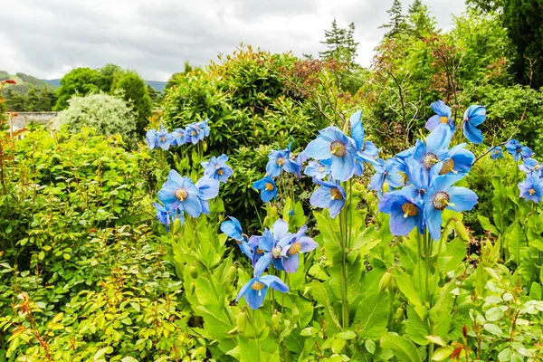 Meconopsis, Lingholm, papoilas azuis no jardim — Fotografia de Stock