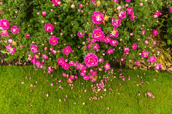 Rosa rosor gränsen i trädgården — Stockfoto