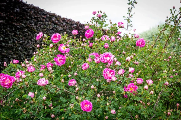 Rosa rose confine in giardino — Foto Stock