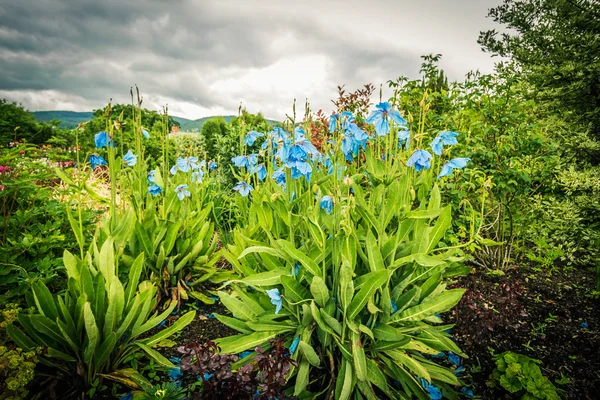 Meconopsis, Lingholm, blue poppies in the garden — Stock Photo, Image
