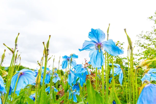 Meconopsis, Lingholm, blue poppies in the garden — Stock Photo, Image