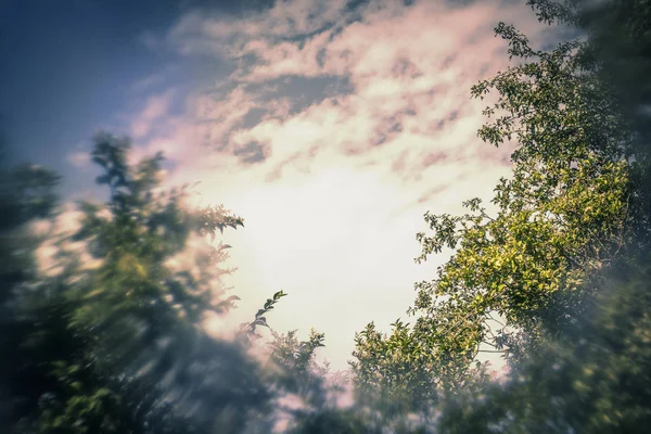 Dark sky with tree branches with special blurry effect — Stock Photo, Image