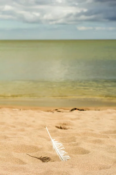 Una piuma sulla spiaggia — Foto Stock