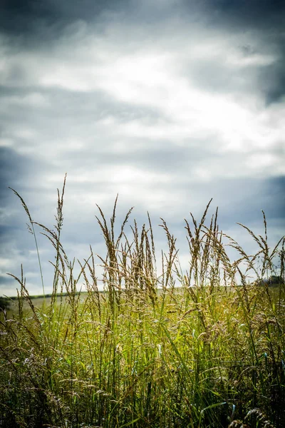 Paysage écossais avec herbe dans un style lunatique — Photo