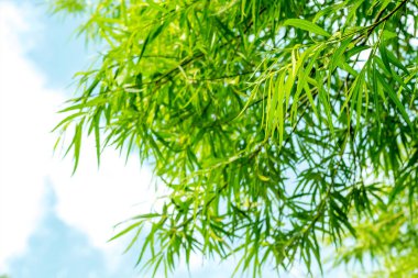 Bambu Ağacı, dalları ve yaprakları arka yakından.