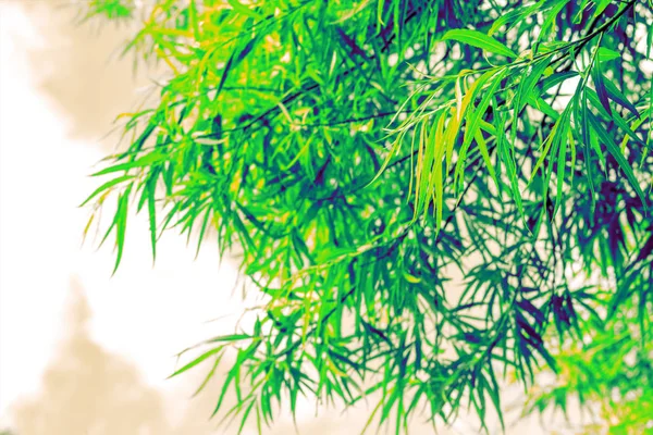 Тло художніх рослин бамбука — стокове фото