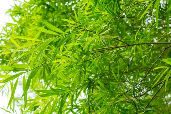Bambu träd, närbild bakgrund av grenar och blad. — Stockfoto