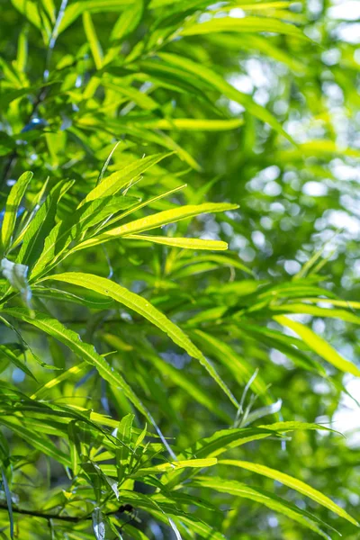 Bambusbaum, Nahaufnahme Hintergrund aus Ästen und Blättern. — Stockfoto