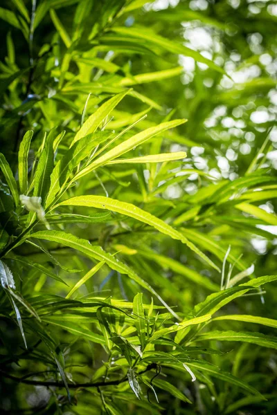 Fond de plantes de bambou aux couleurs vives — Photo