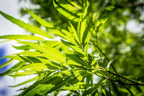 Plantas de bambu fundo — Fotografia de Stock