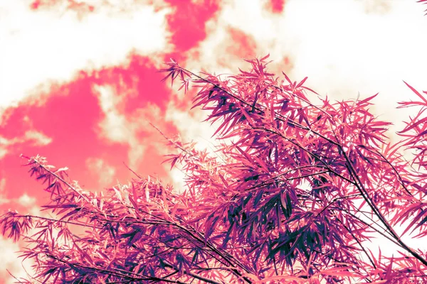 Plantas de bambu, fundo colorido, artístico — Fotografia de Stock