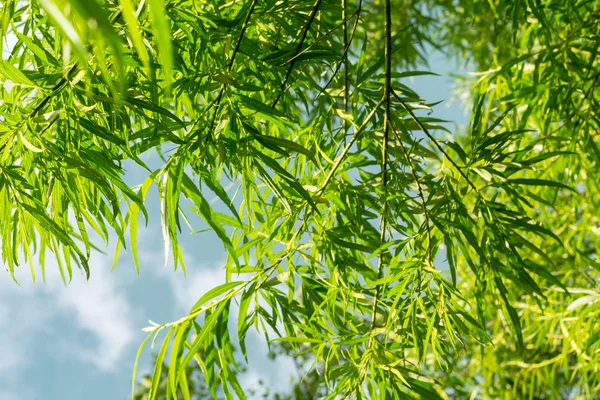 Bamboe planten achtergrond — Stockfoto