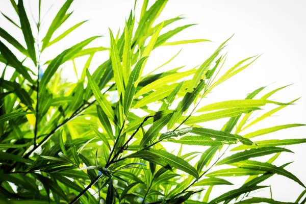Plantes de bambou fond — Photo