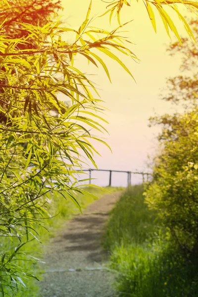Hintergrund Bambuspflanzen — Stockfoto