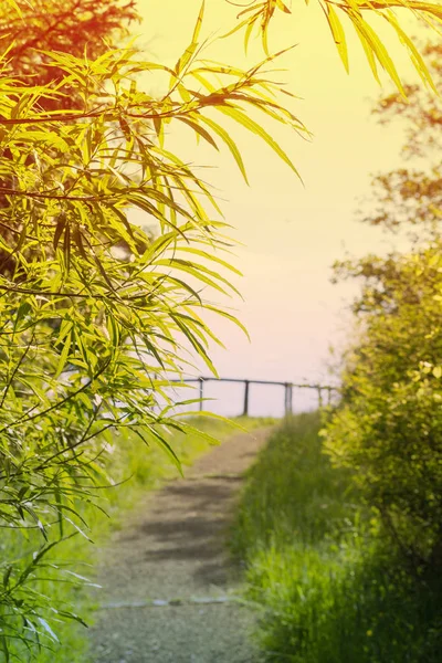 竹子植物背景 — 图库照片