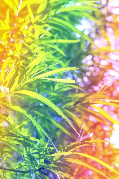 Bambuspflanzen, farbenfroher, künstlerischer Hintergrund — Stockfoto