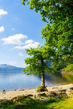 Loch Lomond rowardennan, İskoçya, İngiltere'de yaz