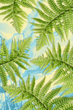 Yeşil yaprakları ile egzotik bitkiler arka plan