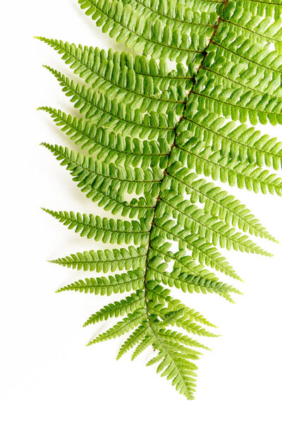 Exotic plants background with green leaves