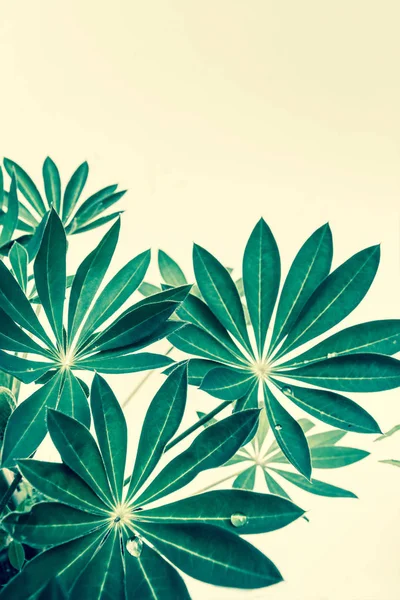 Зелене листя папороті на дерев'яному фоні — стокове фото