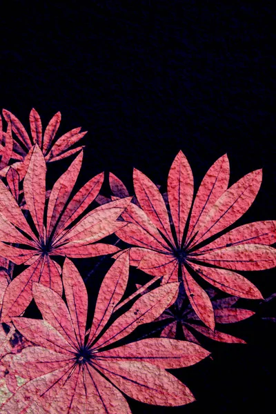 핑크와 블랙 이국적인 식물 배경 — 스톡 사진
