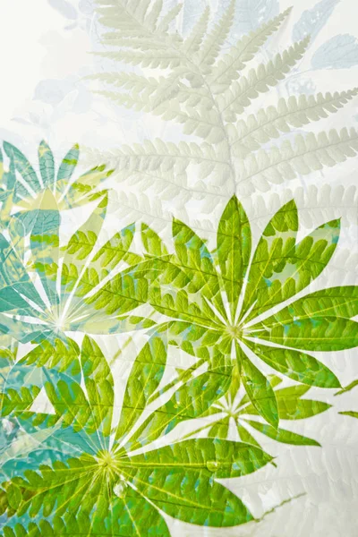 Egzotik yaprakları sanatsal arka plan