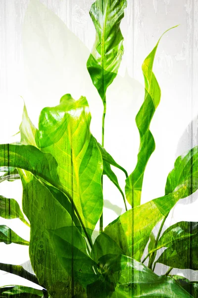 녹색 잎을 가진 이국적인 식물 배경 — 스톡 사진