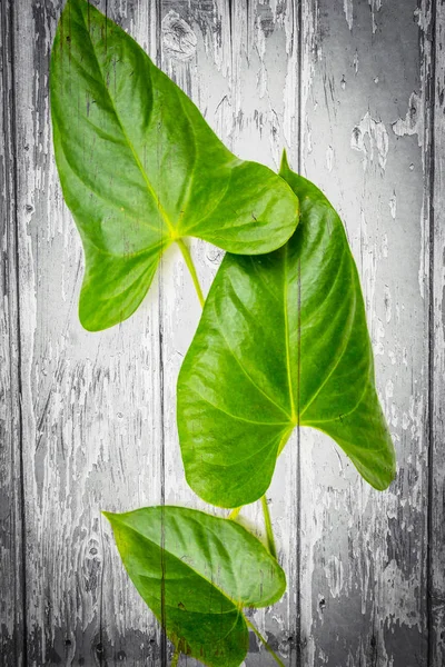 Fond en bois avec des feuilles exotiques vertes — Photo