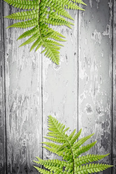 Fern leaves on artistic wooden background — Stock Photo, Image