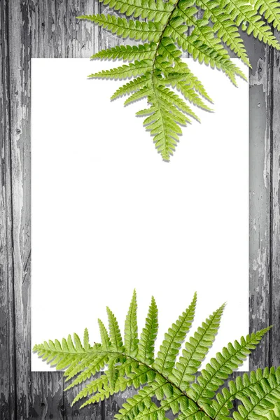 Fern leaves on artistic background with copy space — Stock Photo, Image