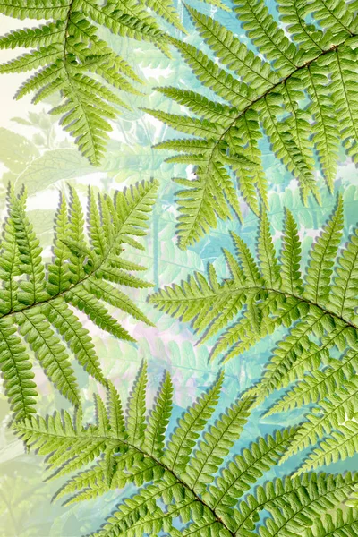 エキゾチックな植物、緑のシダの葉の背景 — ストック写真