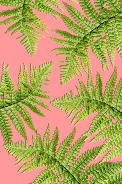 Plantas exóticas fundo com folhas verdes — Fotografia de Stock