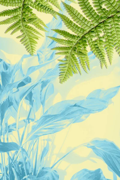 Exotische planten, groene fern bladeren achtergrond — Stockfoto